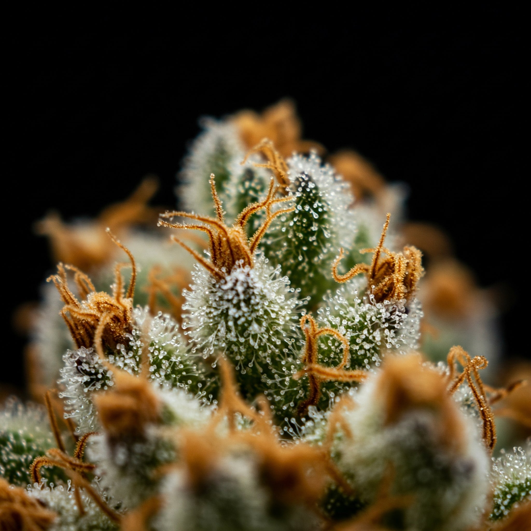 Erntezeitpunkt bei Cannabis – So findest du den perfekten Moment