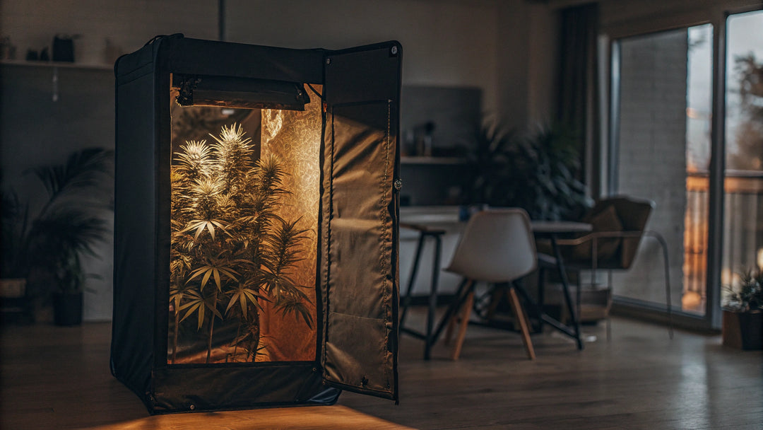 Cannabis Indoor anbauen